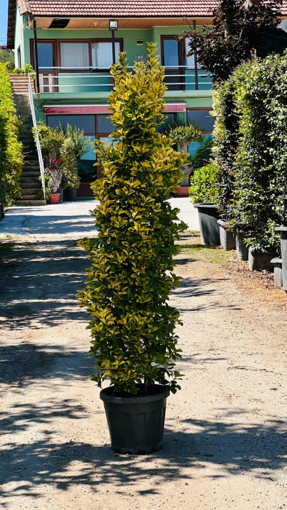 Çam Çeşitleri