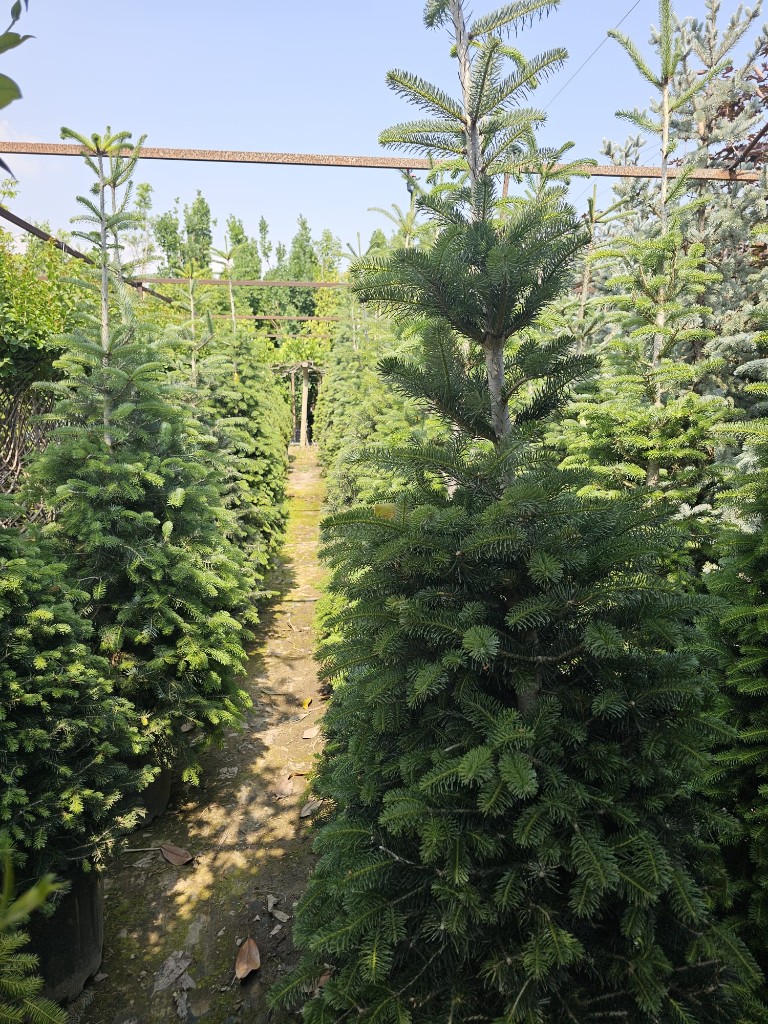 Çam Çeşitleri — görsel 4